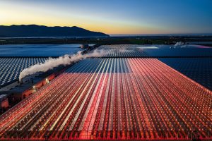 Glass House Camarillo Cultivation greenhouse complex illuminated at dusk beside agricultural fields